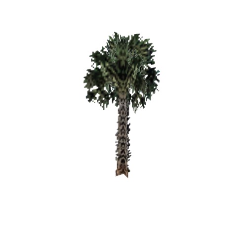 Screenshot of Tree, Arecaceae, Sabaleae (Sabal Palm), 11m
