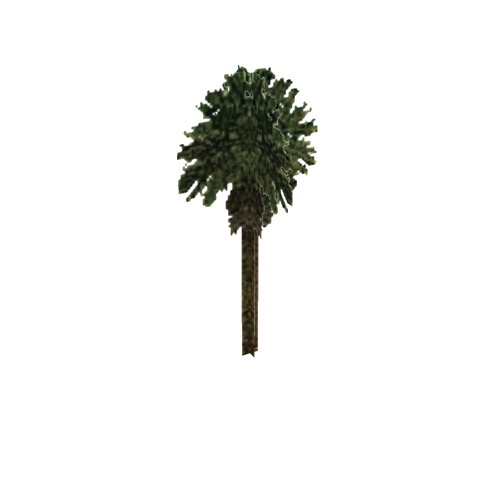 Screenshot of Tree, Arecaceae (Palm), 14m