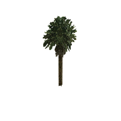 Screenshot of Tree, Arecaceae (Palm), 17m