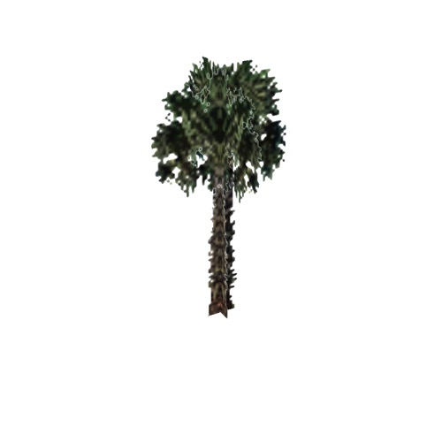 Screenshot of Tree, Arecaceae (Palm), 10m