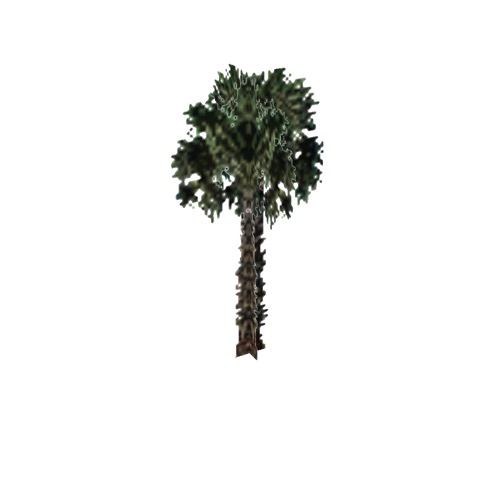 Screenshot of Tree, Arecaceae (Palm), 11m