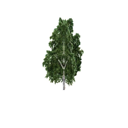 Screenshot of Tree, Betula, Pendula (Silver Birch), 12m