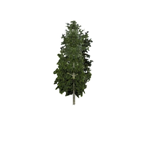 Screenshot of Tree, Betula, Pendula (Silver Birch), 17m