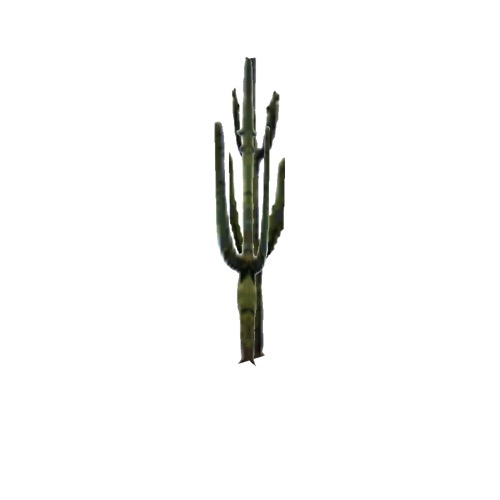 Screenshot of Cactus, Carnegiea (Saguaro), 9m