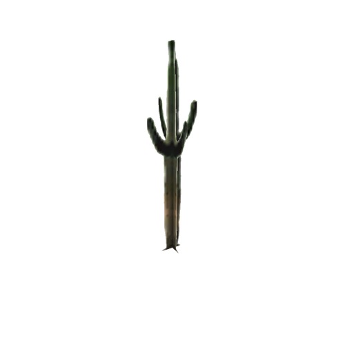 Screenshot of Cactus, Carnegiea (Saguaro), 7.5m