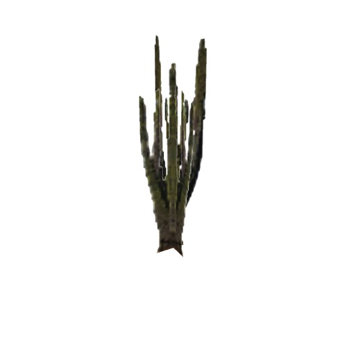 Screenshot of Cactus, Carnegiea (Saguaro), 8m