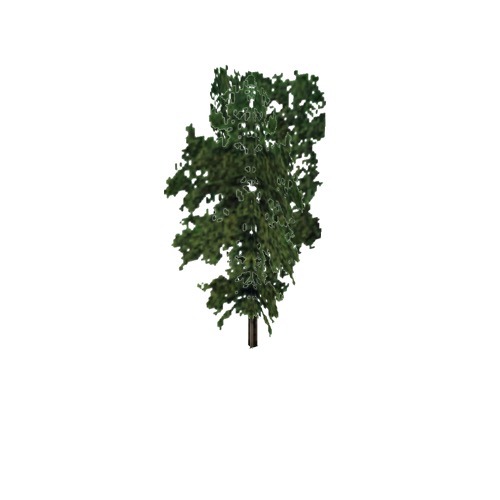 Screenshot of Tree, Carya (Hickory), 38m