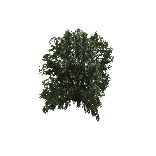 Screenshot of Tree, Carya (Hickory), 26m