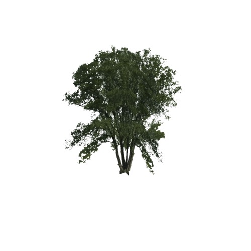 Screenshot of Tree, Corylus (Hazel), 10m