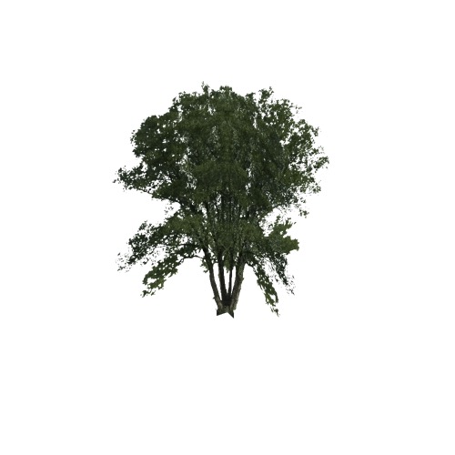Screenshot of Tree, Corylus (Hazel), 12m