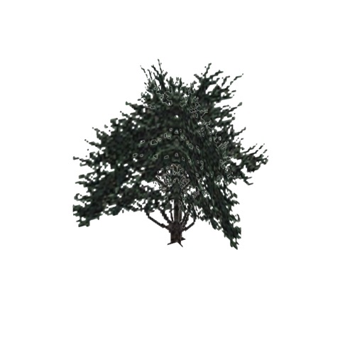 Screenshot of Tree, Cupressus (Cypress), 9.5m
