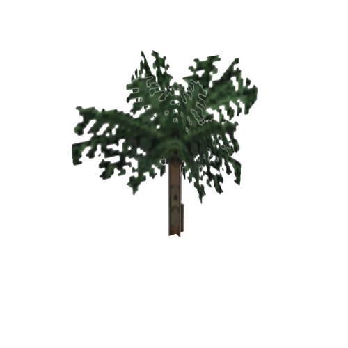 Screenshot of Tree, Cyatheales (Tree Fern), 5.5m