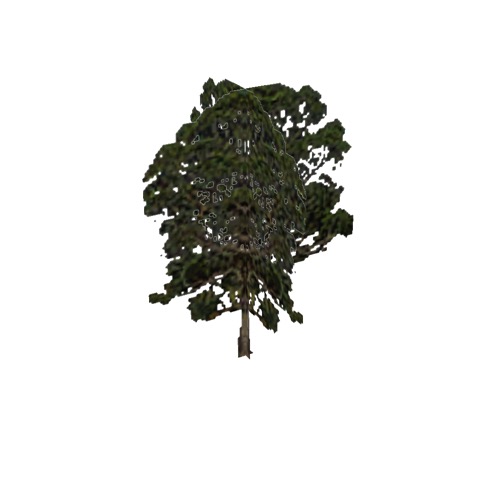 Screenshot of Tree, Eucalyptus, 26m