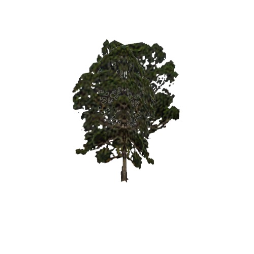 Screenshot of Tree, Eucalyptus, 27m