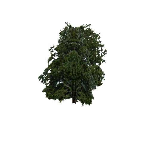 Screenshot of Tree, Fagus (Beech), 21m