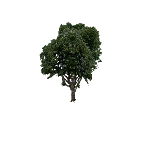 Screenshot of Tree, Fagus (Beech), 20m