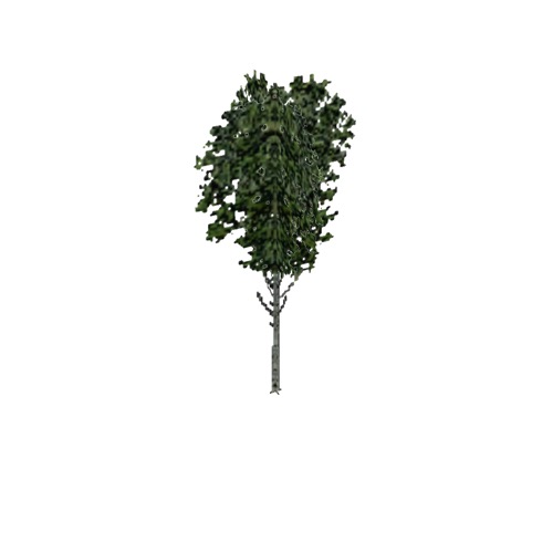 Screenshot of Tree, Fagus (Beech), 25m