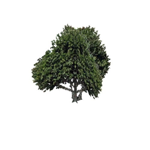 Screenshot of Tree, Ficus, Elastica (Rubber Tree), 12m