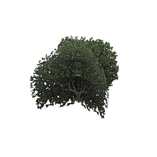 Screenshot of Tree, Ficus (Fig), 4m