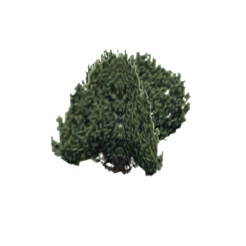 Screenshot of Tree, Juniperus, Californica (California Juniper), 6.5m