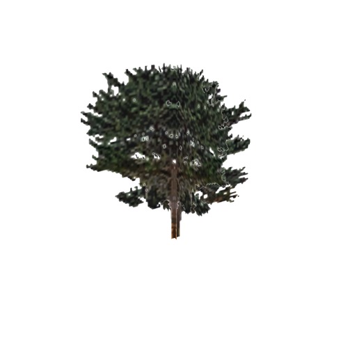 Screenshot of Tree, Juniperus (Juniper), 7.5m
