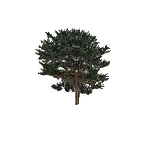 Screenshot of Tree, Juniperus (Juniper), 8m