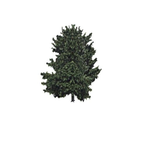 Screenshot of Tree, Laurus (Laurel), 10m