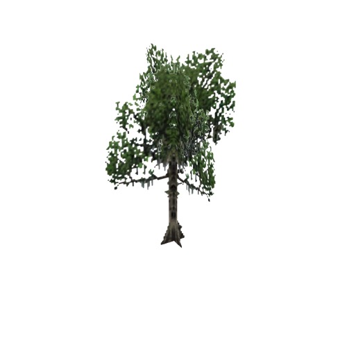 Screenshot of Tree, Nyssa, Aquatica (Water Tupelo), 18m
