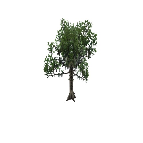 Screenshot of Tree, Nyssa, Aquatica (Water Tupelo), 19m