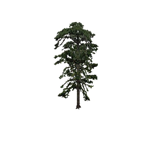 Screenshot of Tree, Pinus (Pine), 16m