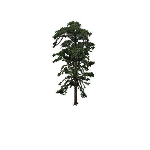 Screenshot of Tree, Pinus (Pine), 17m