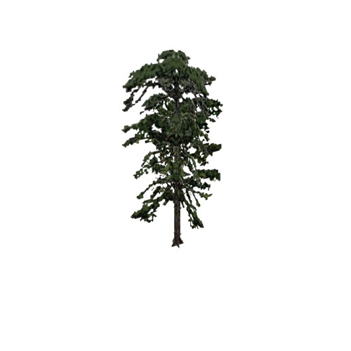 Screenshot of Tree, Pinus (Pine), 19m