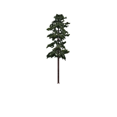 Screenshot of Tree, Pinus (Pine), 18m