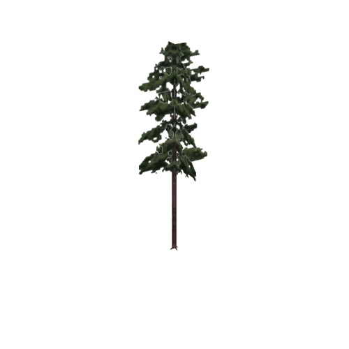 Screenshot of Tree, Pinus (Pine), 20m