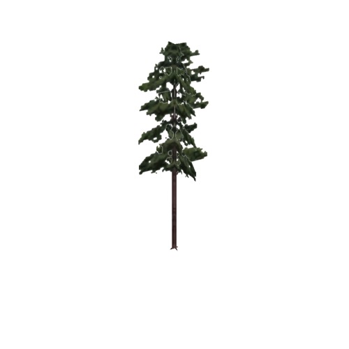 Screenshot of Tree, Pinus (Pine), 23m