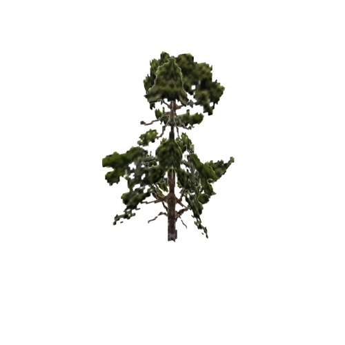 Screenshot of Tree, Pinus (Pine), 12m