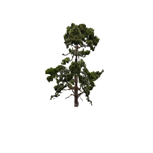Screenshot of Tree, Pinus (Pine), 8m