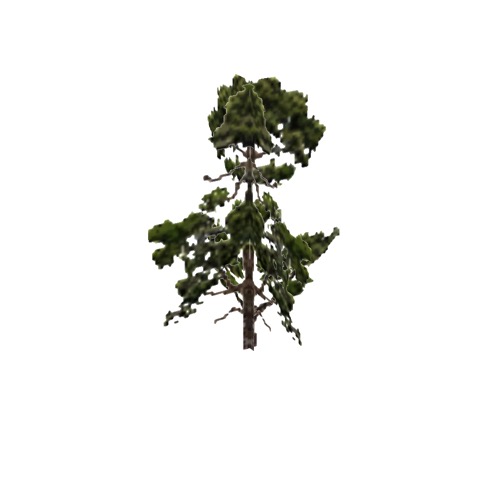 Screenshot of Tree, Pinus (Pine), 9.5m