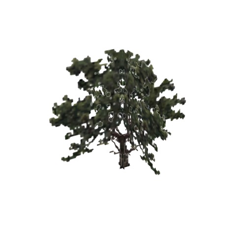 Screenshot of Tree, Pinus (Pine), 10m