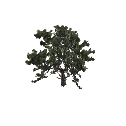 Screenshot of Tree, Pinus (Pine), 12m