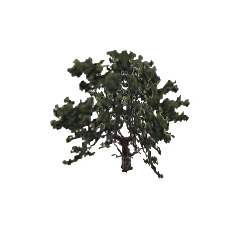 Screenshot of Tree, Pinus (Pine), 8m