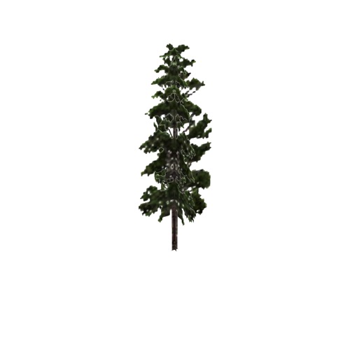 Screenshot of Tree, Pinus, Monticola (Western White Pine), 12m