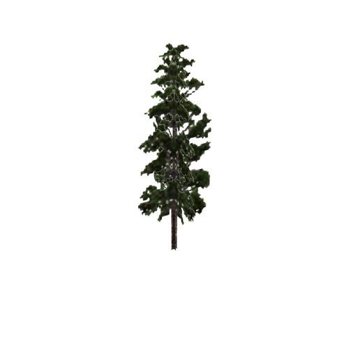 Screenshot of Tree, Pinus, Monticola (Western White Pine), 13m