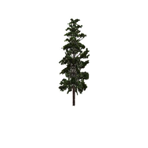 Screenshot of Tree, Pinus, Monticola (Western White Pine), 15m