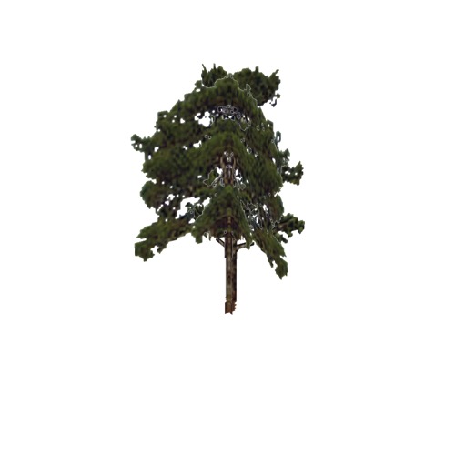 Screenshot of Tree, Pinus (Pine), 20m