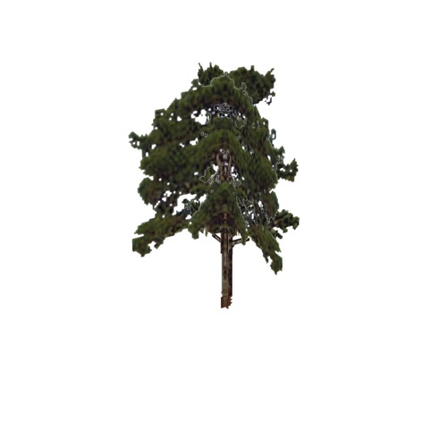 Screenshot of Tree, Pinus (Pine), 23m
