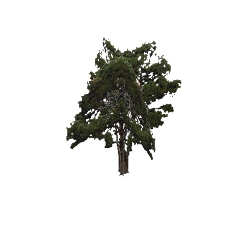 Screenshot of Tree, Pinus (Pine), 10m