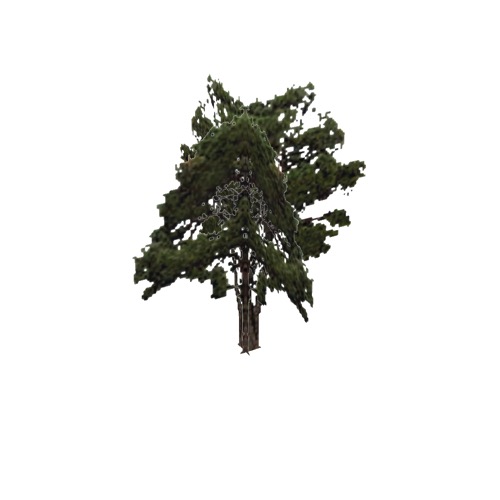 Screenshot of Tree, Pinus (Pine), 16m