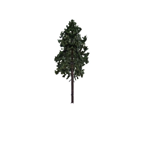 Screenshot of Tree, Pinus, Resinosa (Red Pine), 24m