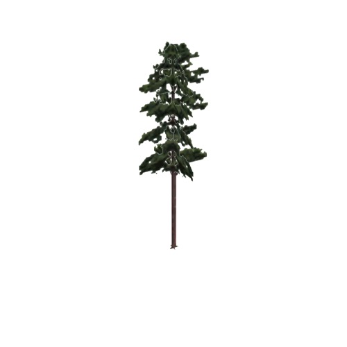 Screenshot of Tree, Pinus, Echinata (Shortleaf Pine), 24m